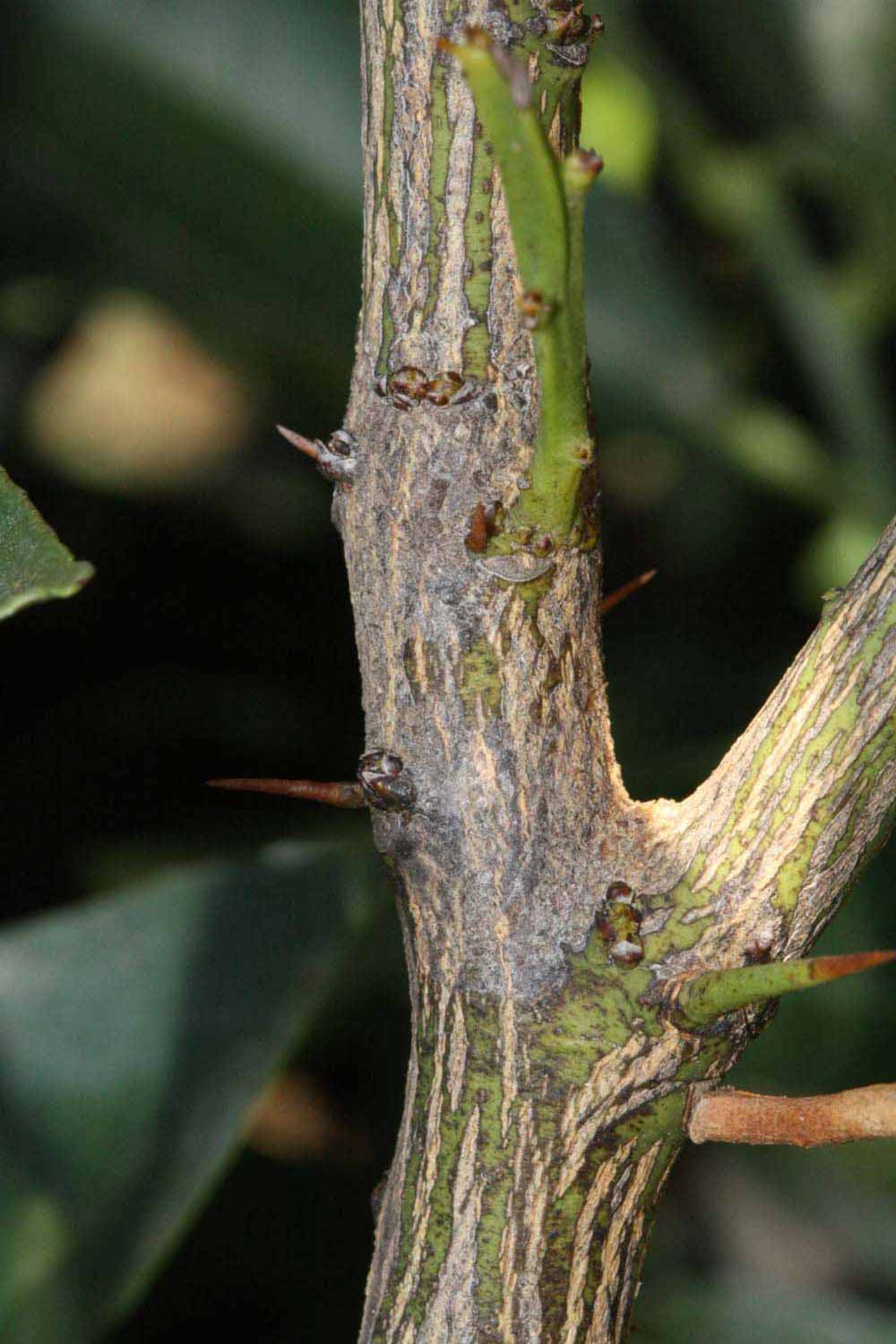              Second - third year twig (Riverside, CA)       